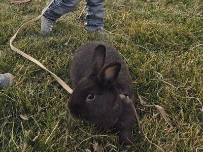 chocolate Polish Rabbit - Domestic Pet, Well-Trained, Playful Companion for Families