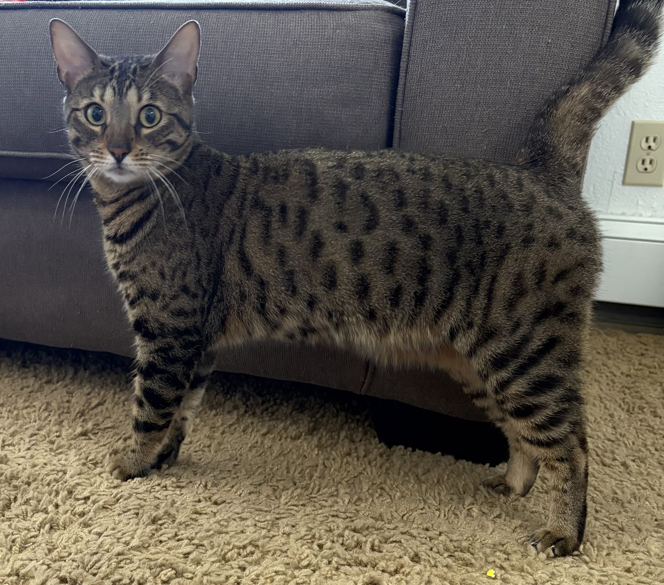 Bengal Cat Looking for a New Home