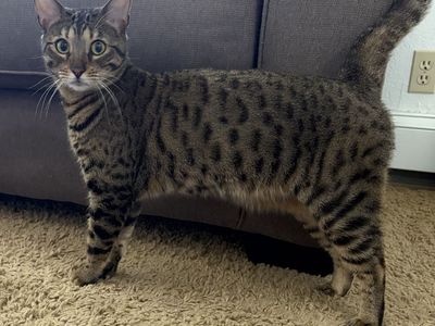 Bengal Cat Looking for a New Home