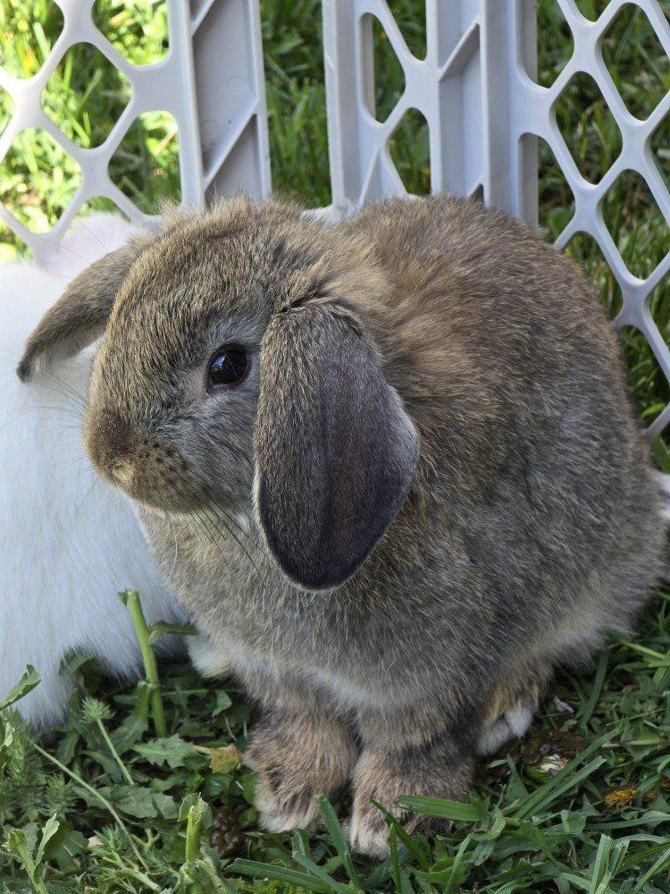 Holland Lop Mix (male/buck)