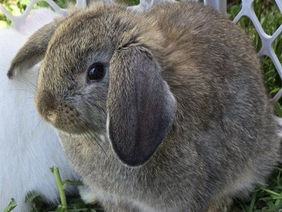 Holland Lop Mix (male/buck)