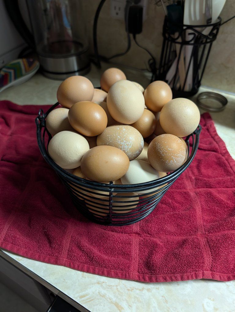 The new girls are getting to work! 🥚