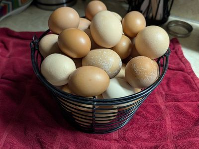 The new girls are getting to work! 🥚