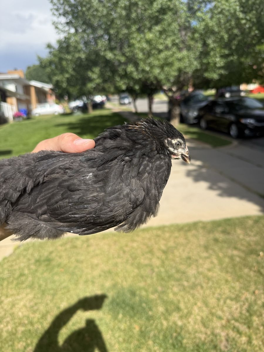 Black Copper Maran Pullets
