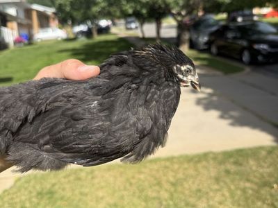 Black Copper Maran Pullets