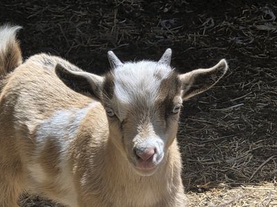 Carmel Young Buck Nigerian Dwarf