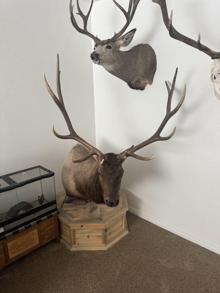 Taxidermy Pedestal