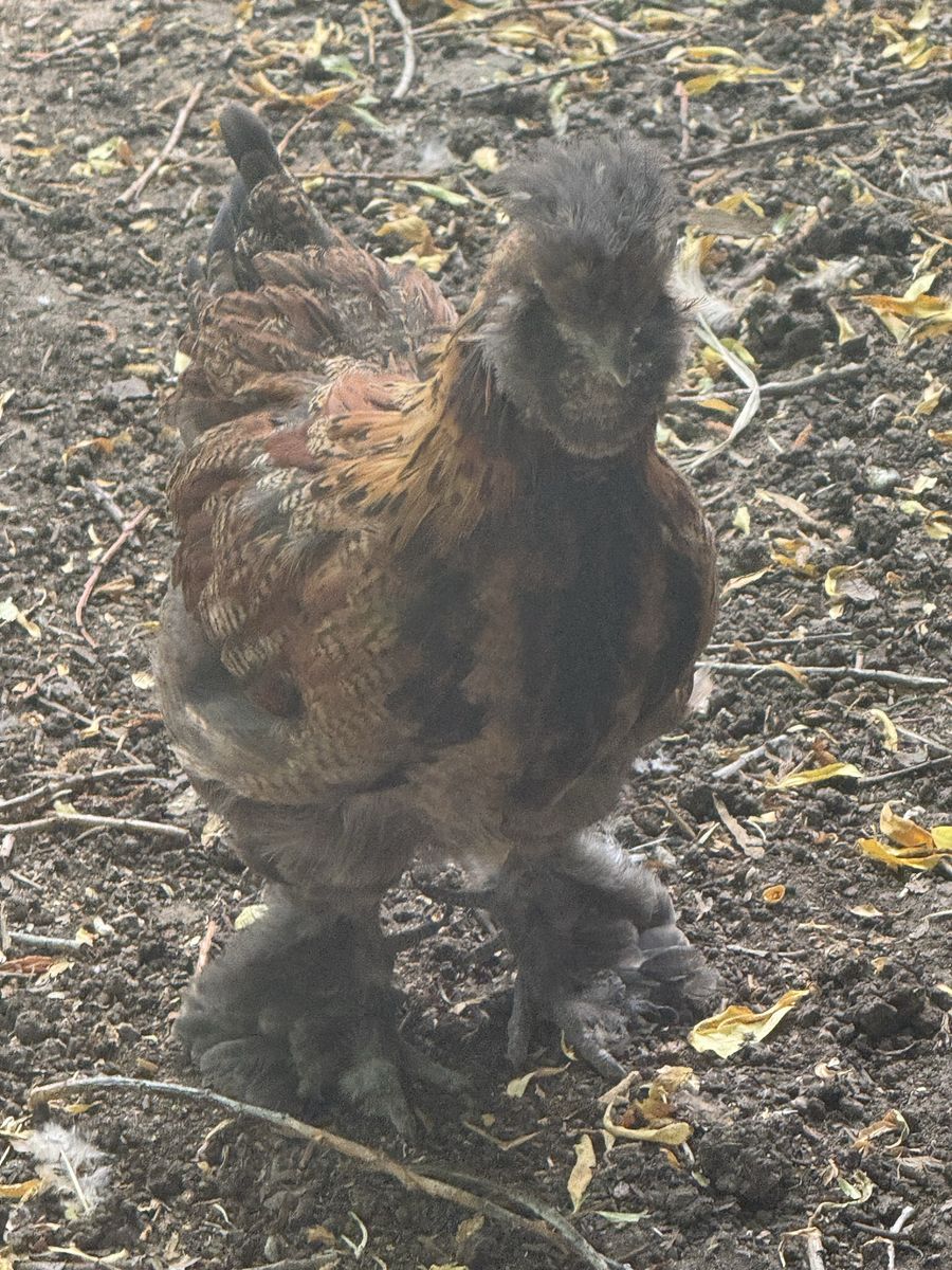 Silkie/Serama Mix Roosters - Young, DNA Sexed, Beautiful Wing Colors
