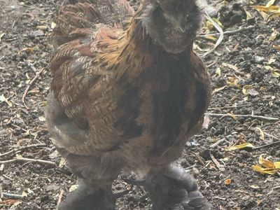 Silkie/Serama Mix Roosters - Young, DNA Sexed, Beautiful Wing Colors