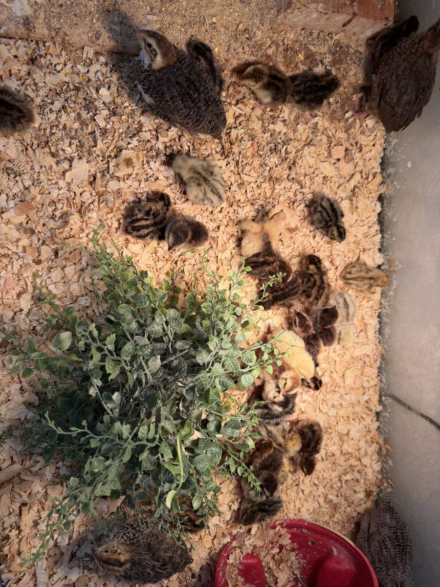 Fresh batch of Coturnix, Giant and Celadon Quail