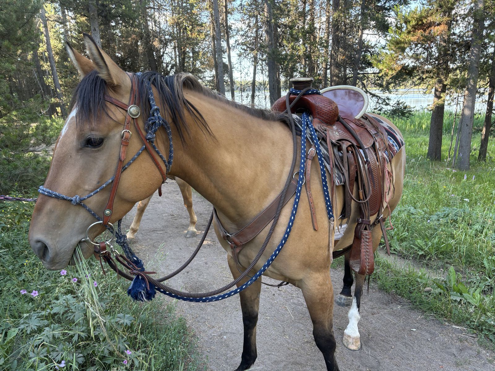 Registered Dun Gelding