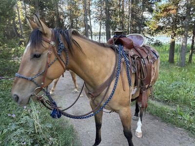 Registered Dun Gelding
