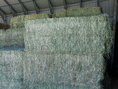 Quality Alfalfa Hay - 3x4x8 Bales - Pickup or Delivery