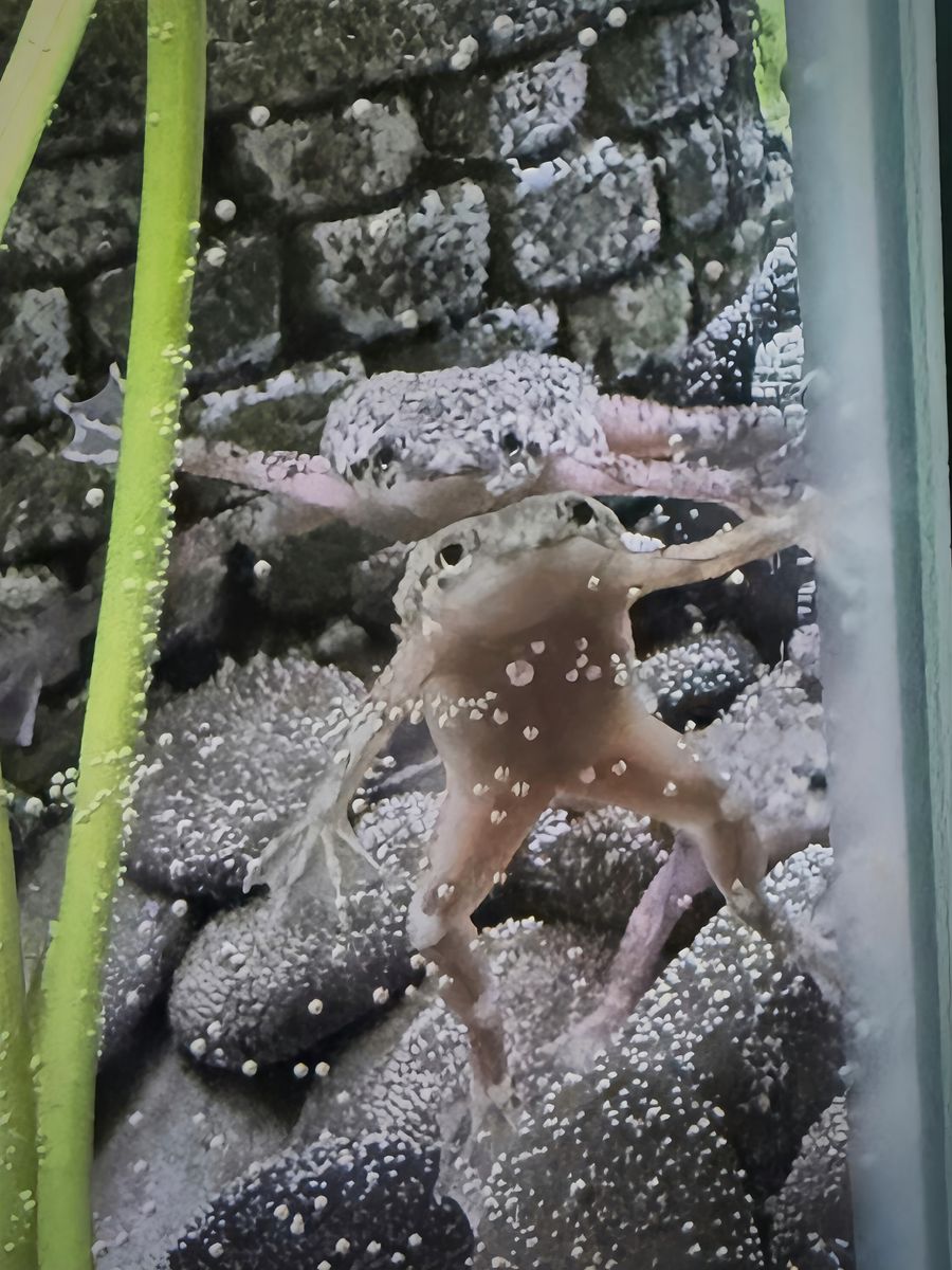 AFRICAN DWARF FROGS + 20 GAL HEX TANK