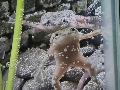 AFRICAN DWARF FROGS + 20 GAL HEX TANK