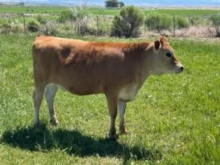 Registered Jersey Heifer