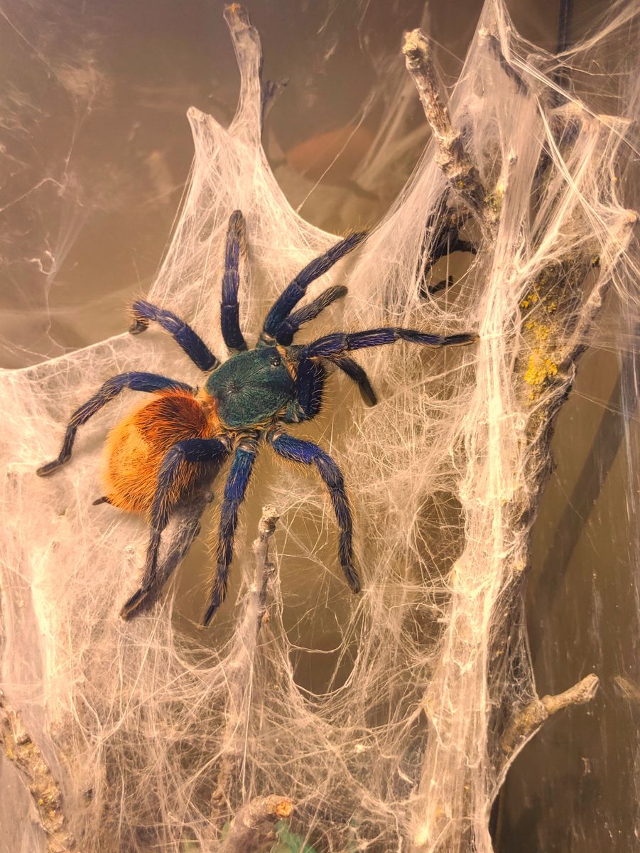 Tarantula GBB Female