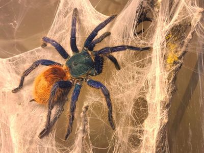 Tarantula GBB Female