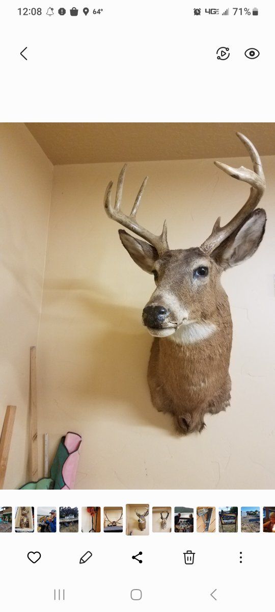 Trophy head