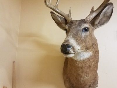 Trophy head