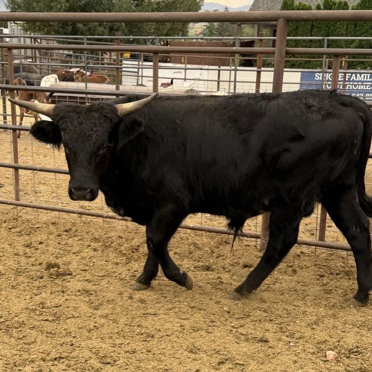 Roping steer