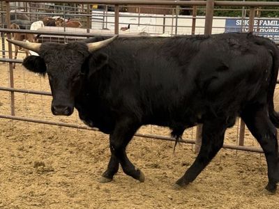 Roping steer