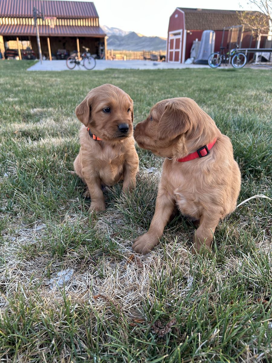 AKC Dark Red Field-Bred Golden Retrievers