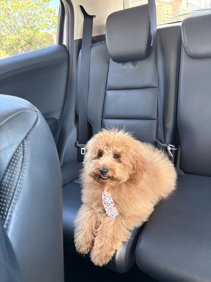 Mini labradoodle 
