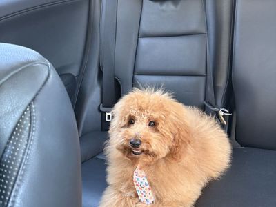 Mini labradoodle