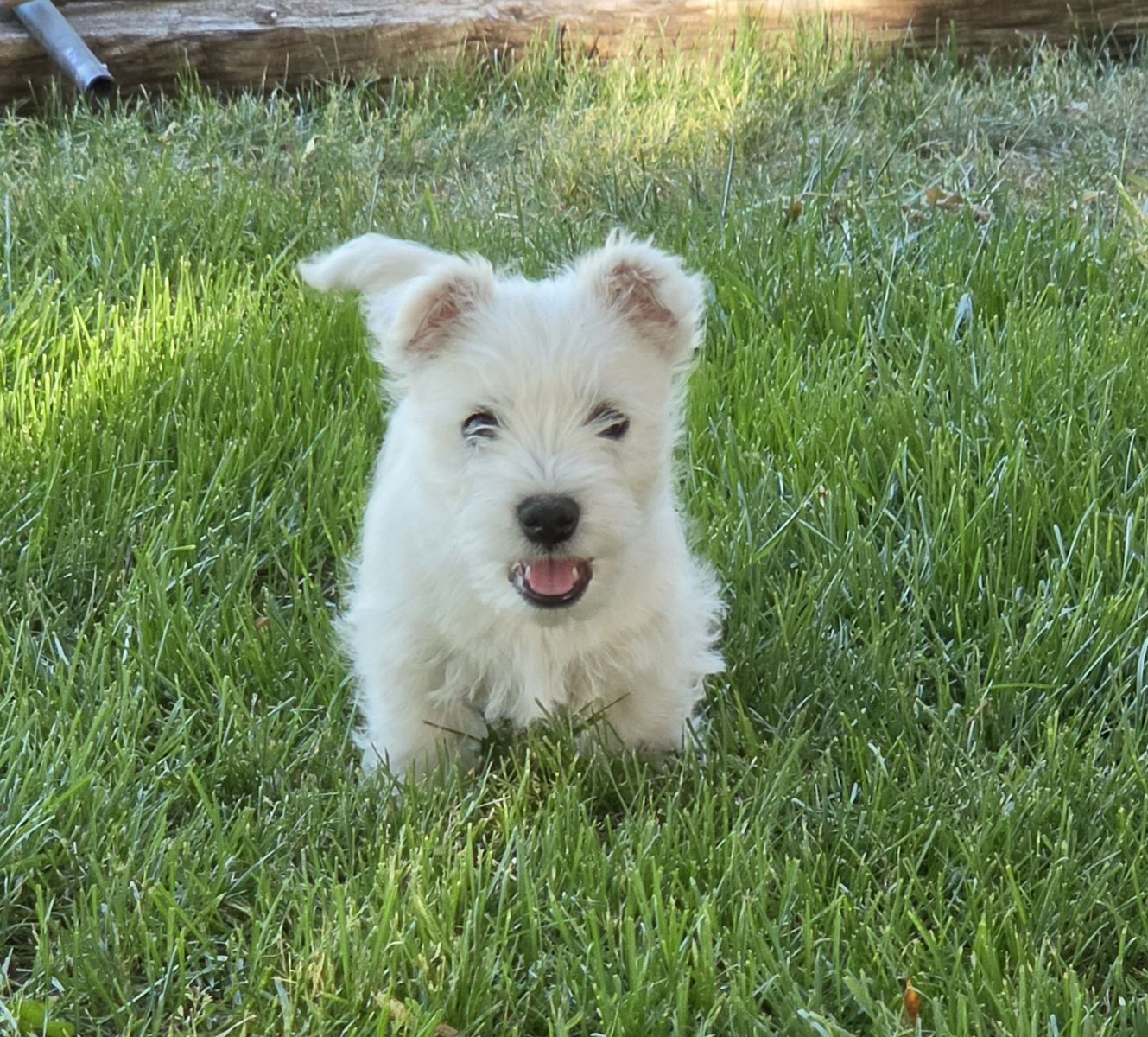 Westie Male puppie