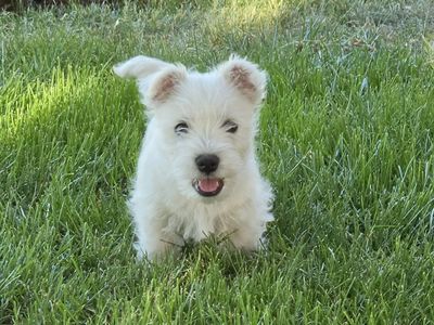 Westie Male puppie