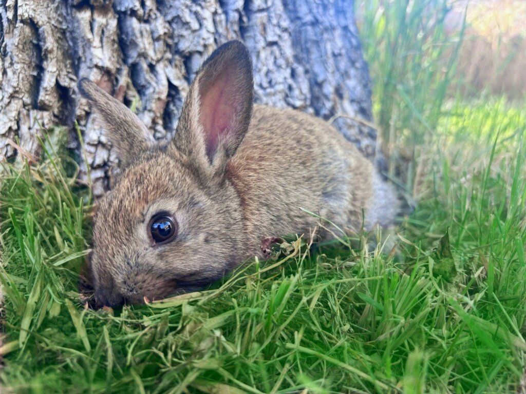 Baby Bunnies /Rabbits Purebred Mini Rex