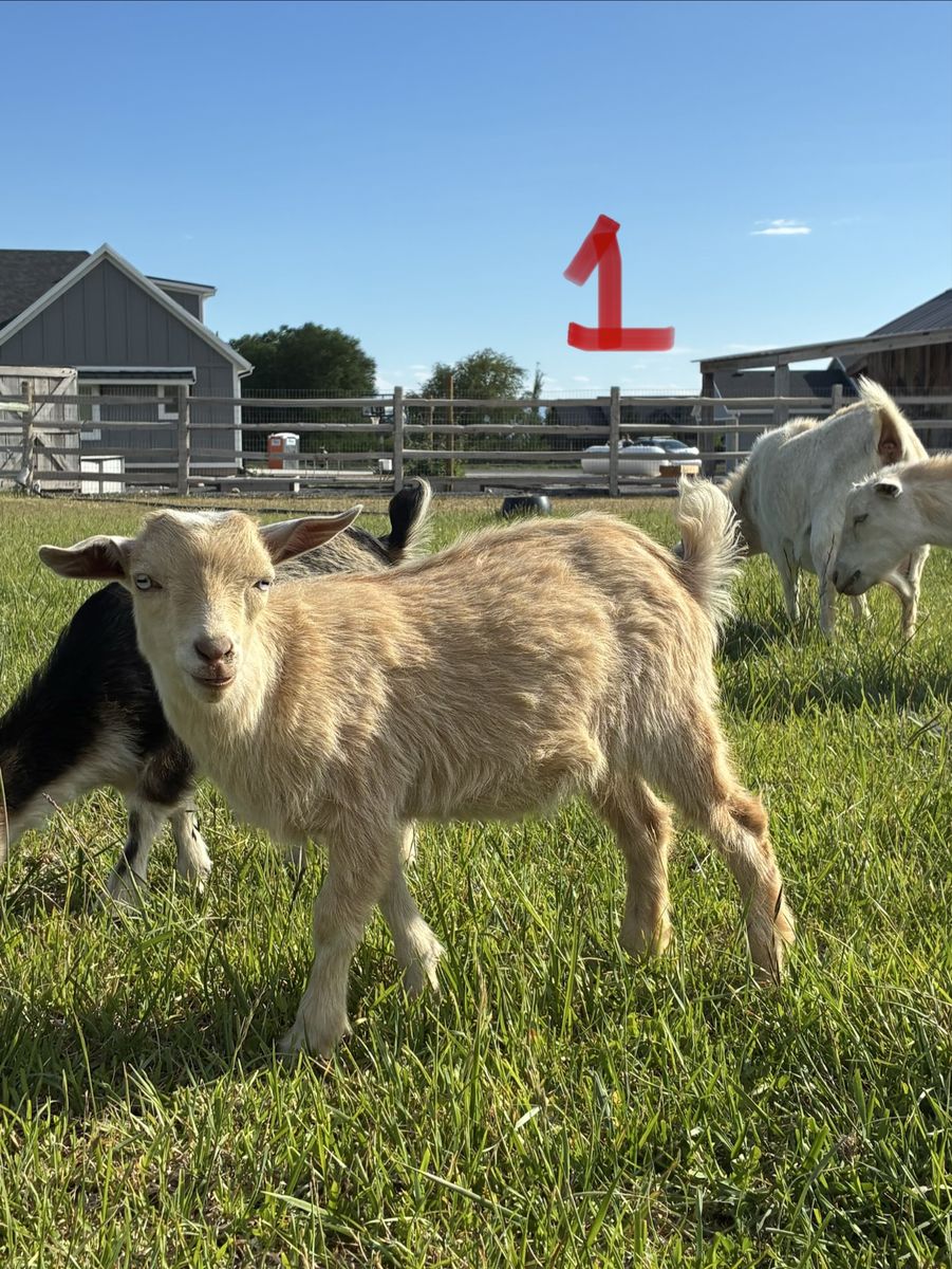 Nigerian dwarf goat kids
