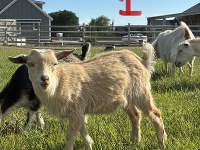 Nigerian dwarf goat kids