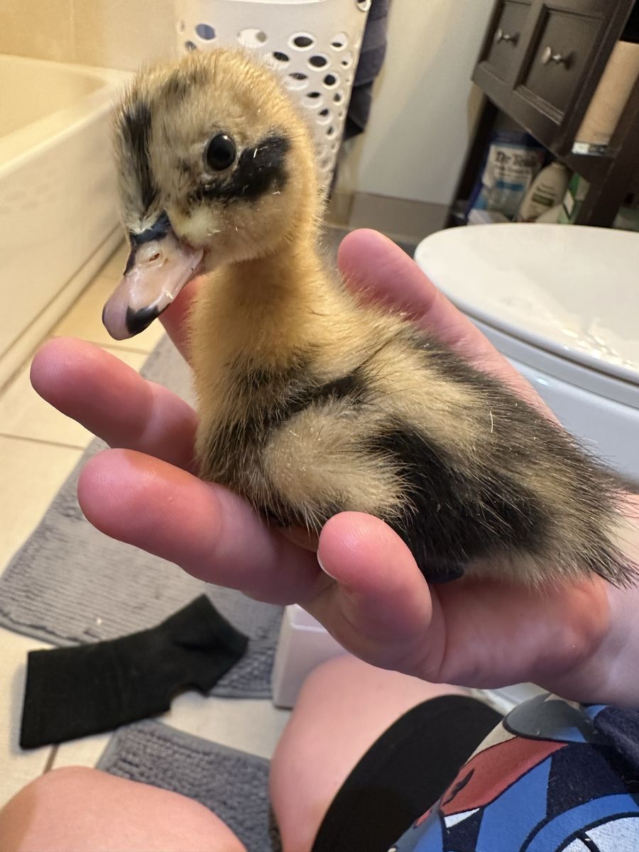 3 Adorable Duckling For Sale Ancona rare breed