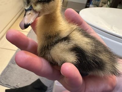 3 Adorable Duckling For Sale Ancona rare breed