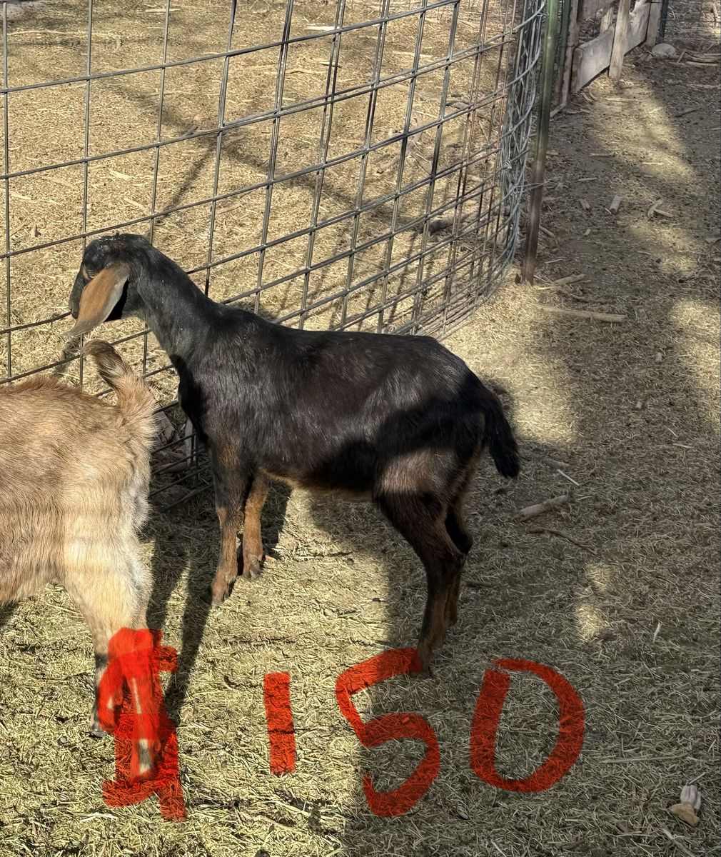 3 Spotted Nibian Bucks