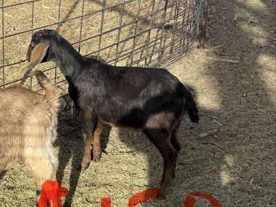 3 Spotted Nibian Bucks