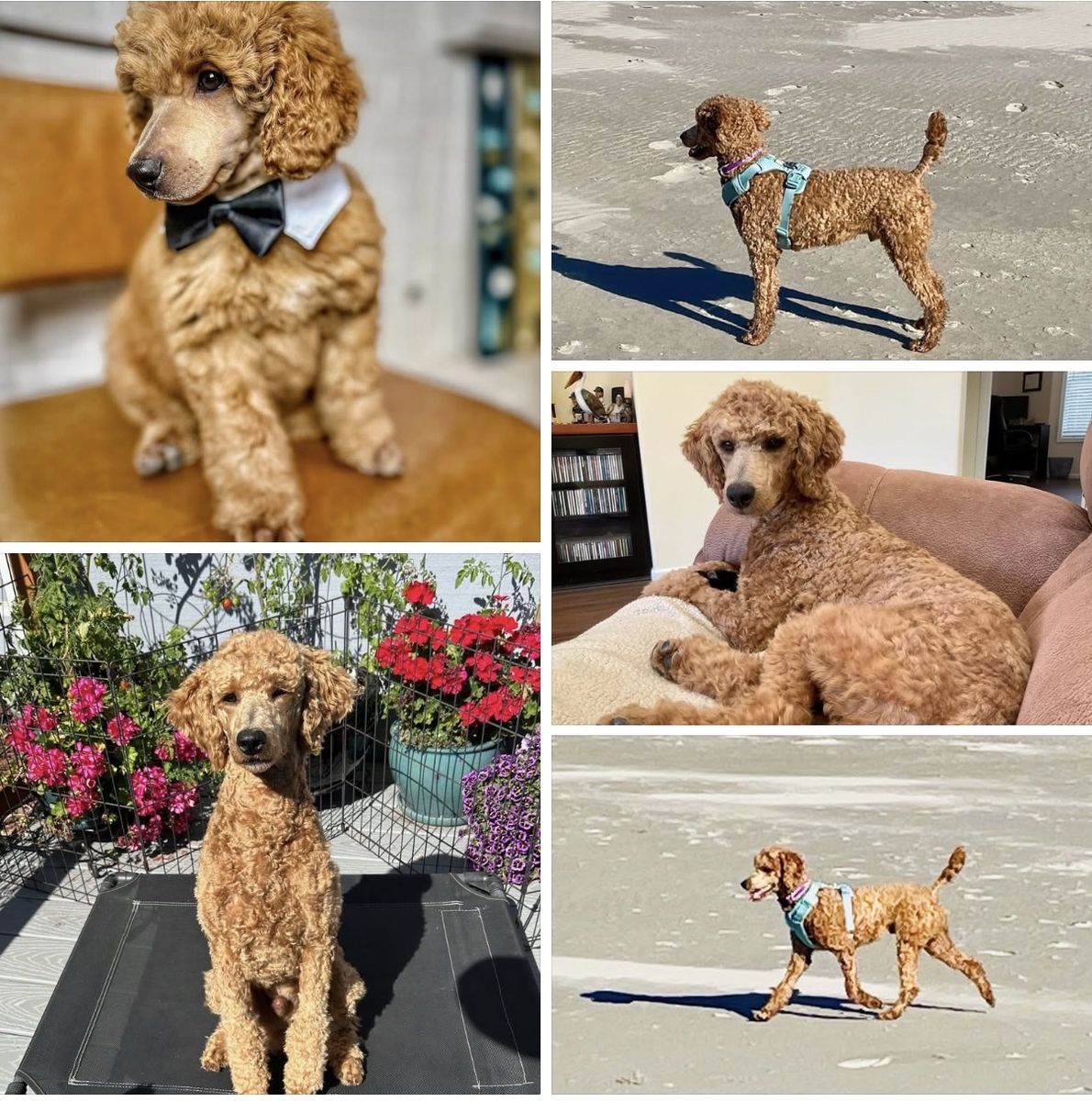 AKC Male Standard Poodle