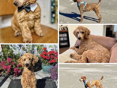 AKC Male Standard Poodle