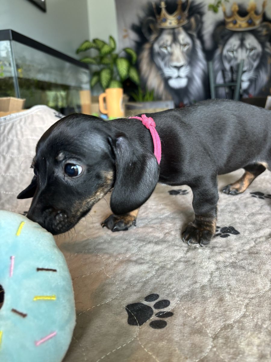 Adorable Dachshund Puppy - Black and Tan