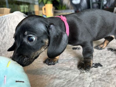 Adorable Dachshund Puppy - Black and Tan