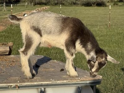 Nigerian Dwarf kids