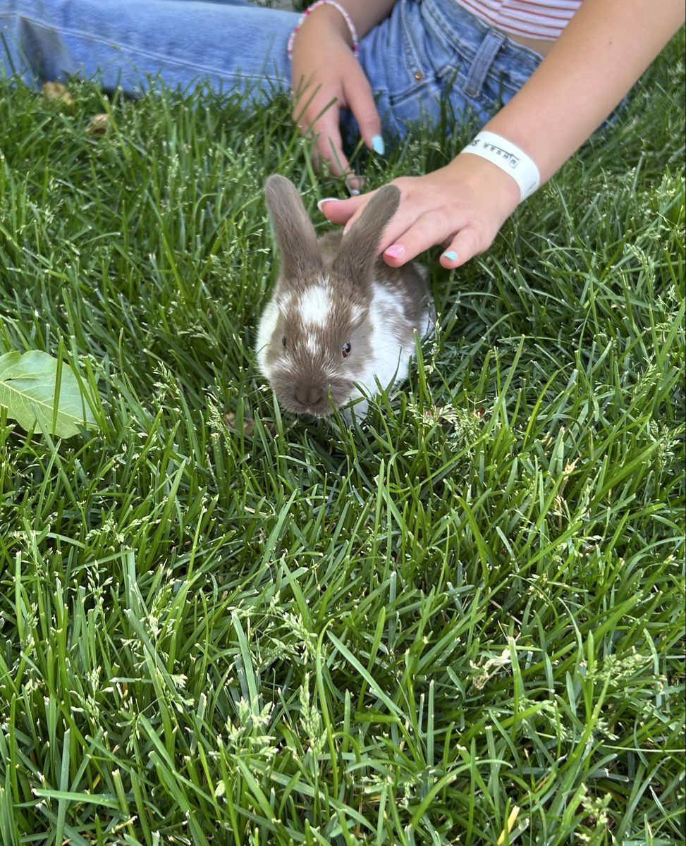 Baby Bunny (Dad’s s Mini Lop)