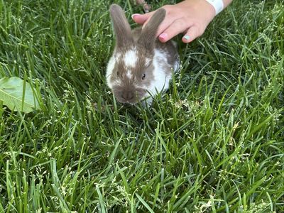 Baby Bunny (Dad’s s Mini Lop)