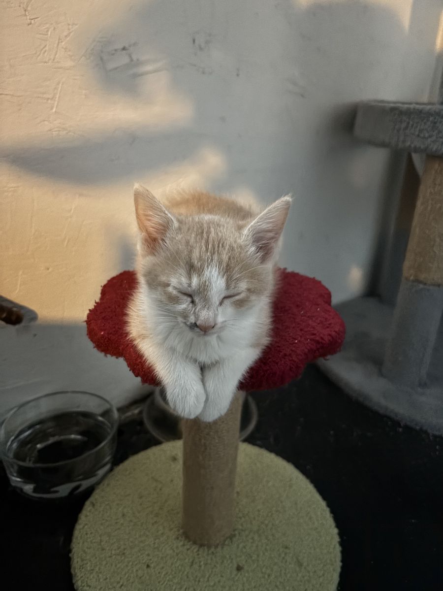 2 kittens available 