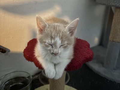 2 kittens available