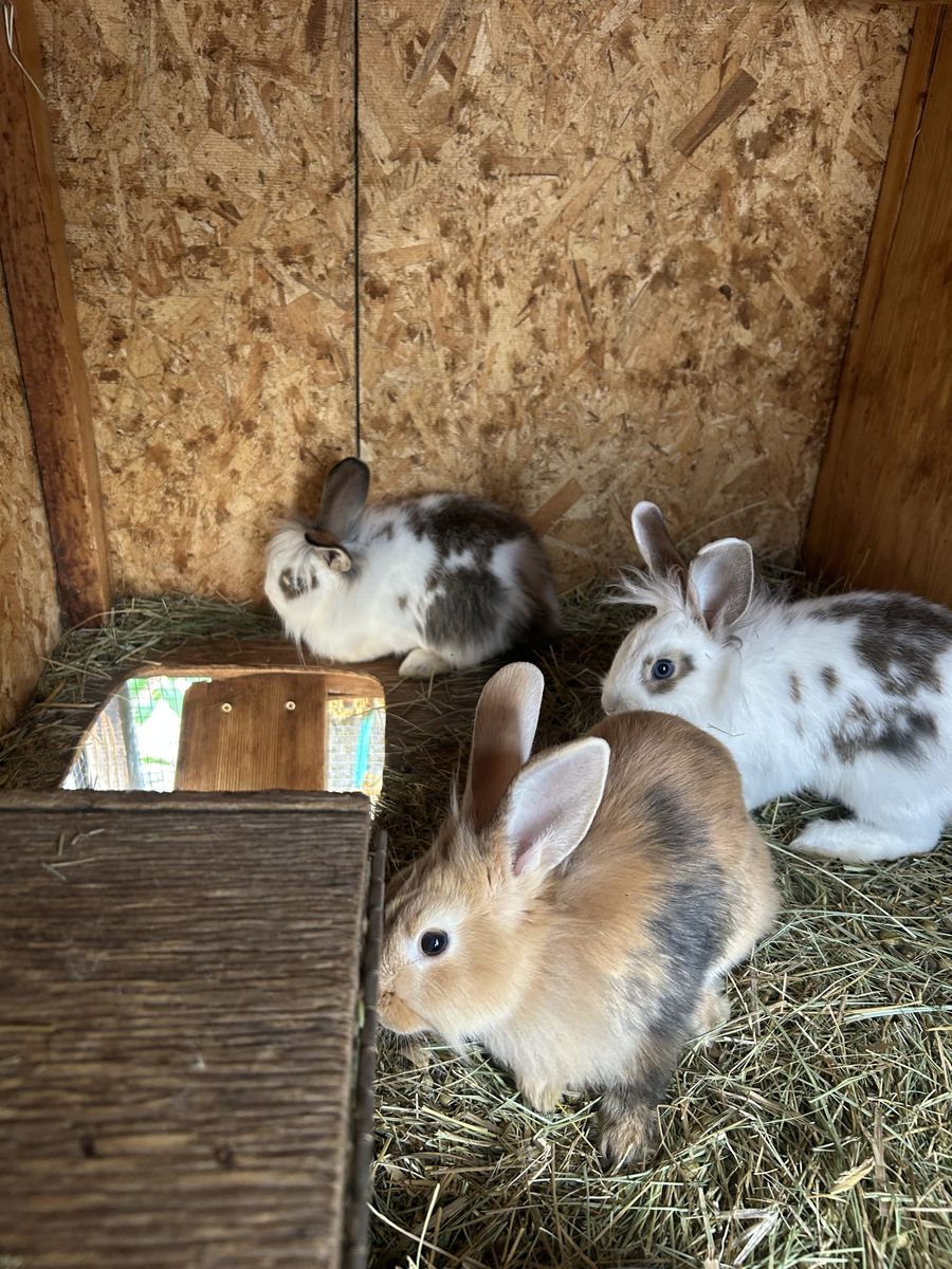 Lionhead/rex rabbits 
