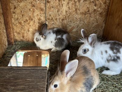 Lionhead/rex rabbits
