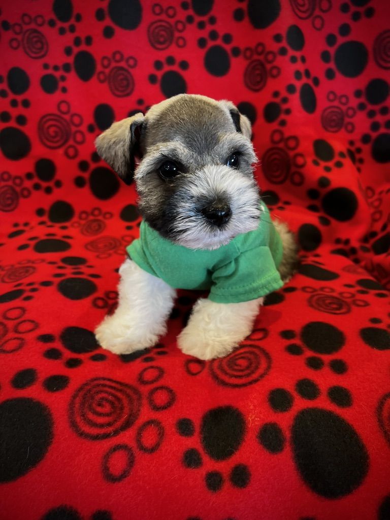 AKC Miniature Schnauzer Puppy